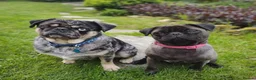 Pug dogs for sale: 2x pugs in Holt - Advert 7