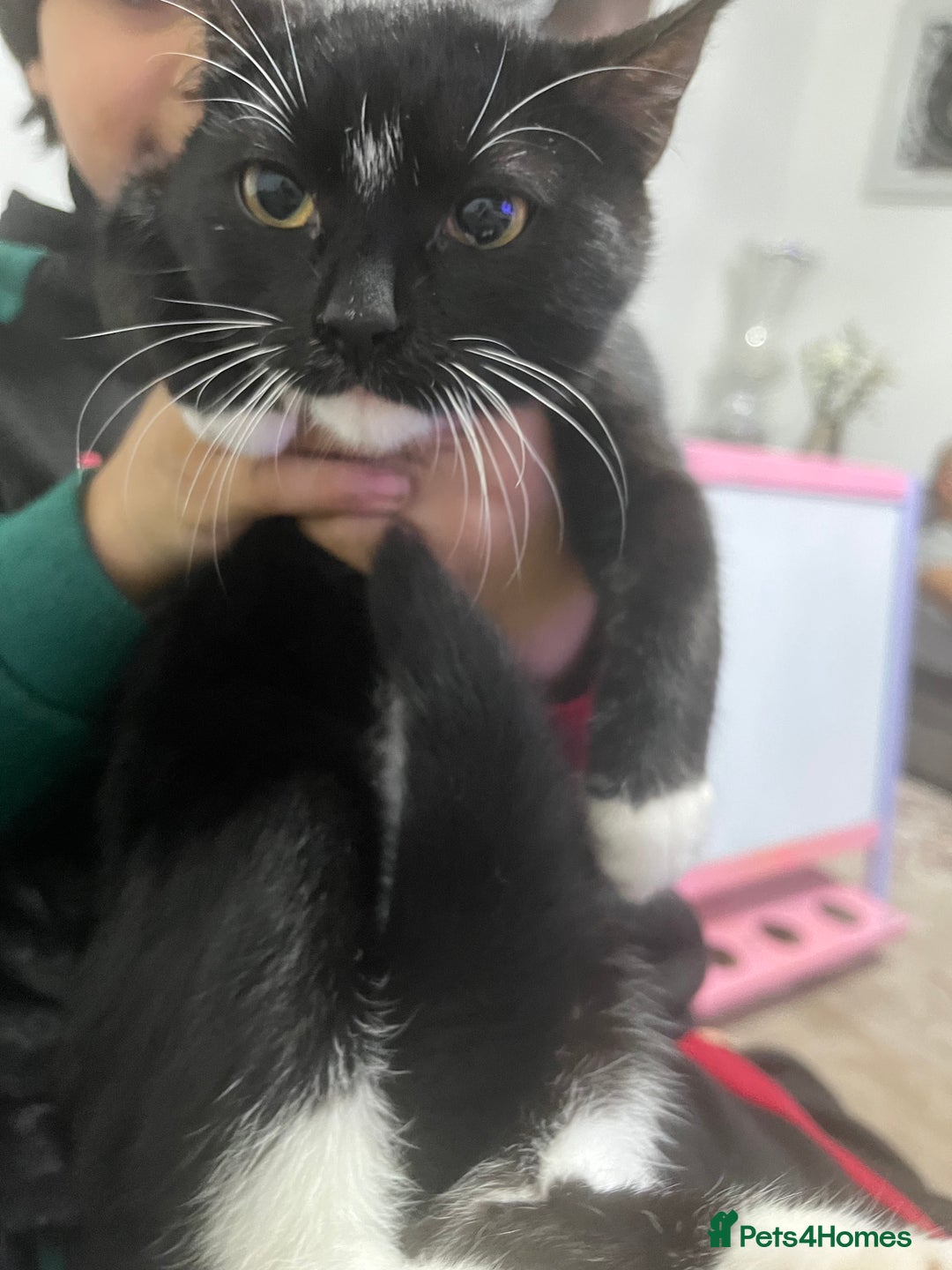 British Shorthair cats for sale: Lovely cat  - Advert 1