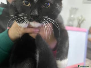 British Shorthair cats Lovely cat - Advert 12