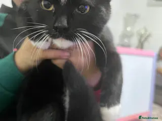 British Shorthair cats Lovely cat - Advert 10