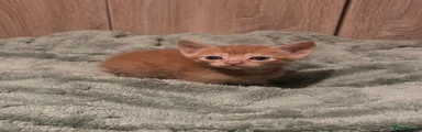Mixed Breed Kitten 2 - Orange Boy