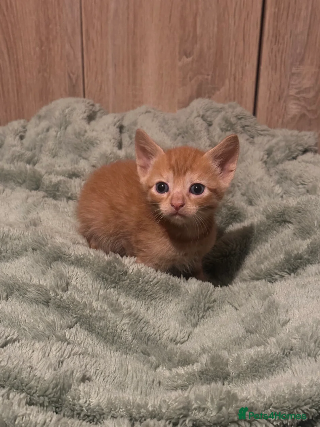 Mixed Breed cats for sale: Mixed Breed Litter - Advert 2