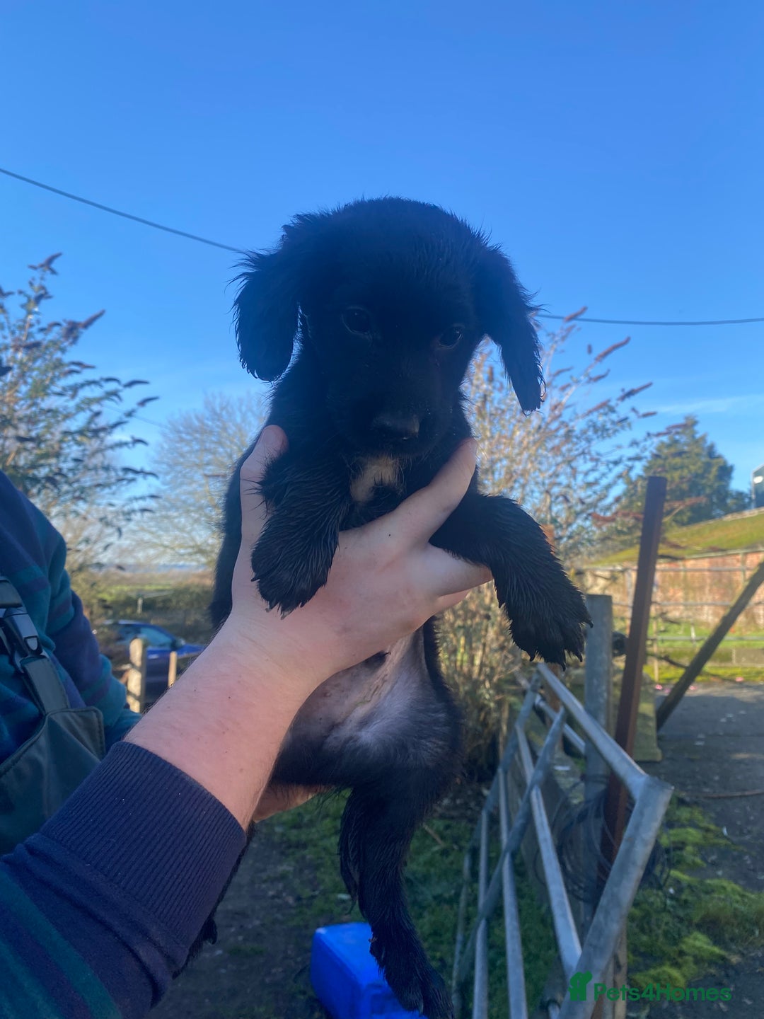 Mixed Breed dogs for sale: Cocker x collie puppies  - Advert 13
