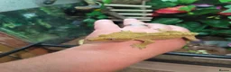 Gecko reptiles for sale: Crested gecko exo terra pro in Burton-on-Trent - Advert 4
