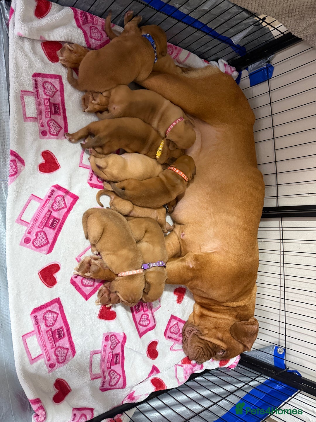 Dogue De Bordeaux dogs for sale: Beautiful Dogue De Bordeaux Puppies - Advert 1