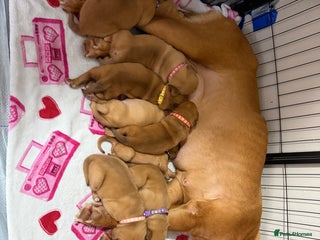 Dogue De Bordeaux dogs Beautiful Dogue De Bordeaux Puppies - Advert 12