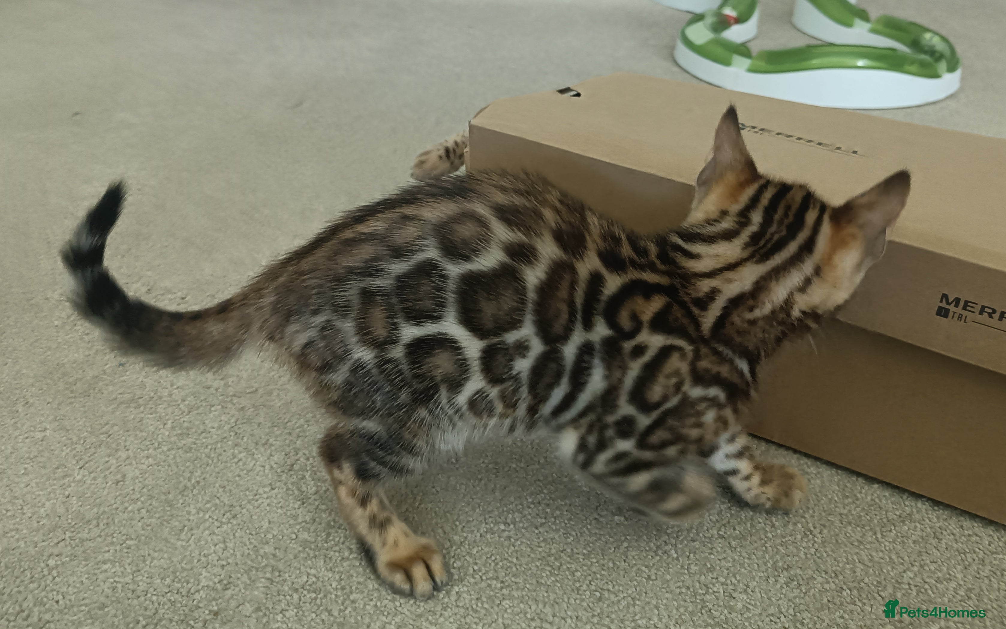 Bengal cats Absolutely beautiful pedigree bengal kittens - Advert 2