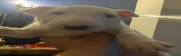 English Bull Terrier dogs for sale: 3 x KC English Bull Terriers Left  - Advert 14