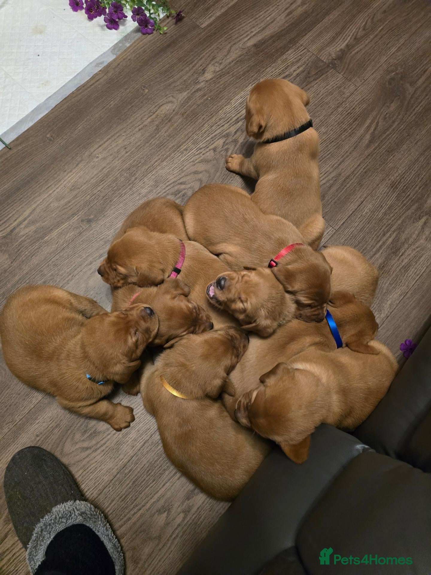 Labrador Retriever dogs Stunning litter of Fox Red Labrador Retrievers  - Advert 2
