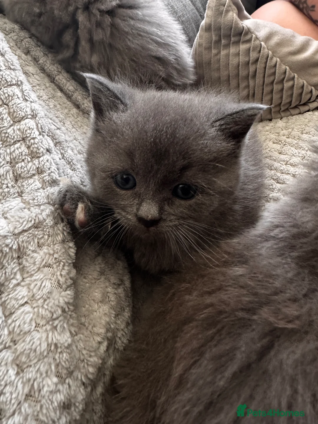 Mixed Breed cats for sale: Scottish fold cross Calico Boy  - Advert 1