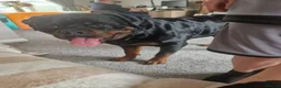 Rottweiler dogs for sale: Bronson - Full Pedigree Rottweiler (Male, 3 years) - Advert 4