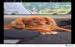 Cavalier King Charles Spaniel dogs for sale: Cavalier King Charles  - Image 2