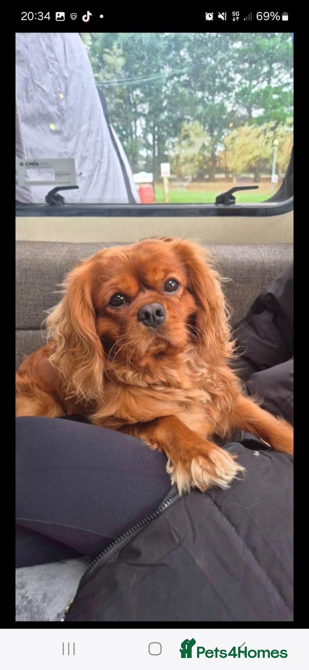 Cavalier King Charles Spaniel dogs for sale: Cavalier King Charles  - Image 2