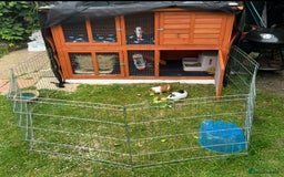 Guinea Pig rodents for sale: 2 female Guinea pigs  - Image 4
