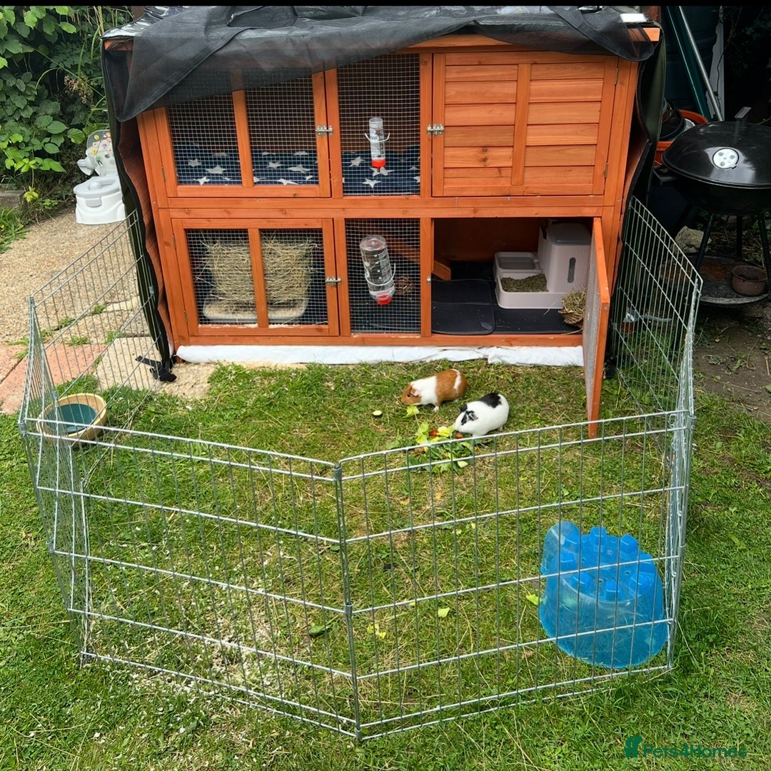 Guinea Pig rodents for sale: 2 female Guinea pigs  - Image 4