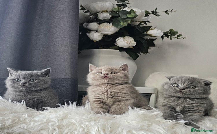 Scottish Fold cats - Advert 1