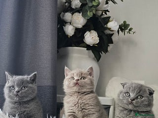 Scottish Fold cats - Advert 4