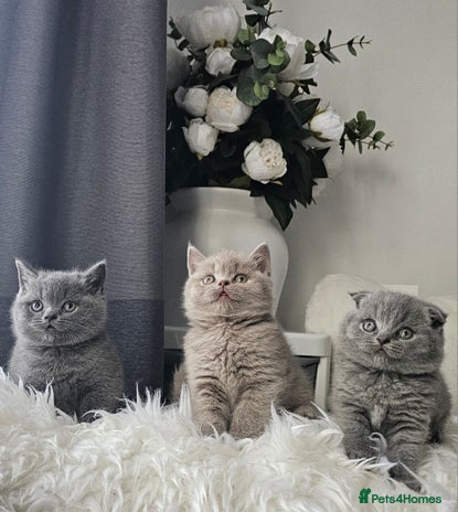 Scottish Fold cats - Advert 1