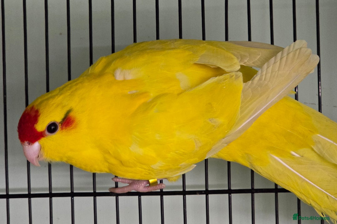 Cockatiels birds for sale: Beautiful Cockatiels & Kakarikis available now!!! - Advert 7