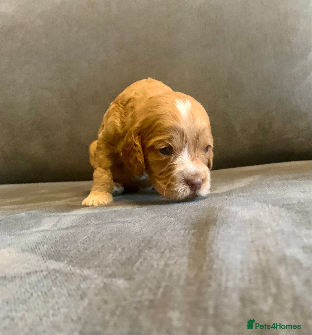 Cockapoo dogs for sale: Cockapoo F1b - Advert 24