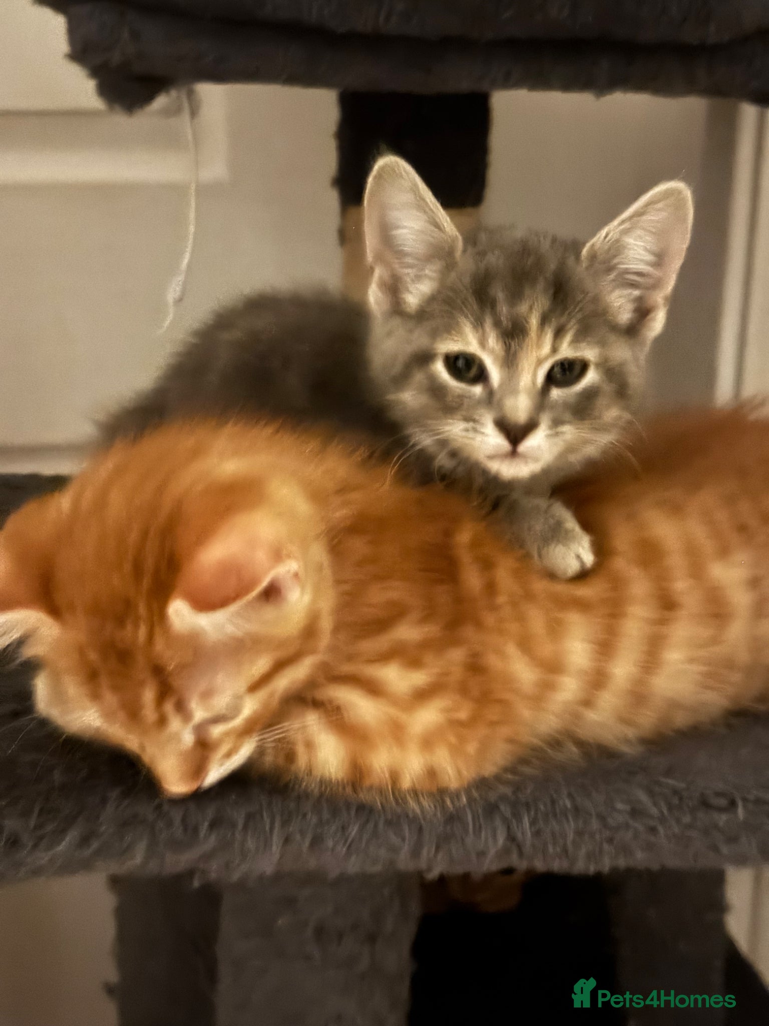 American Shorthair cats REDUCEDGinger male and Tabby male for sale & ready - Advert 14