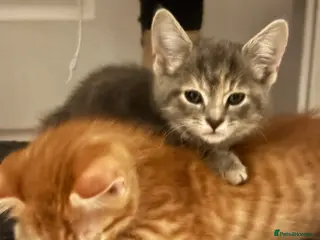 American Shorthair cats REDUCEDGinger male and Tabby male for sale & ready - Advert 14