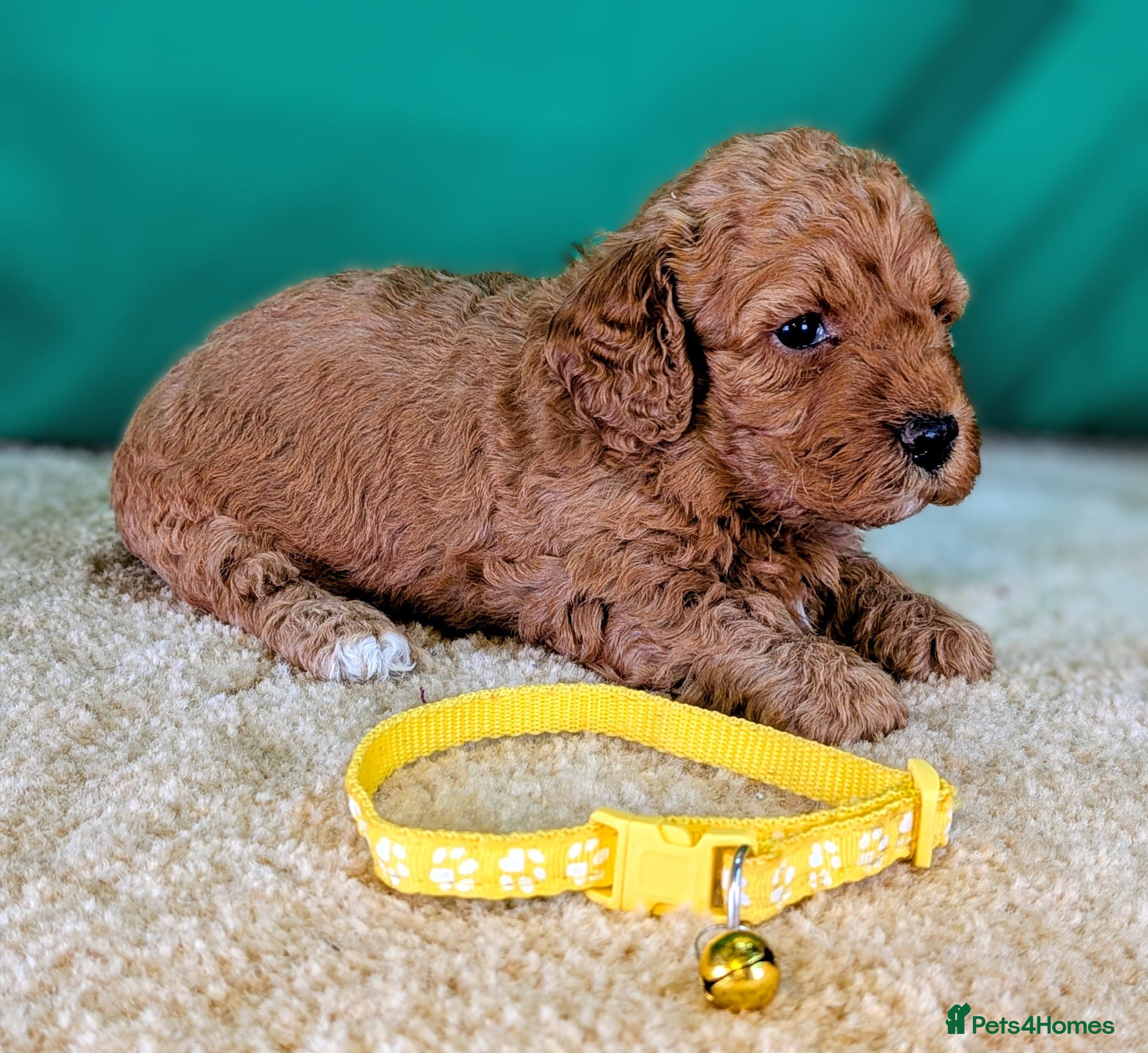 Cavapoochon dogs Beautiful Cavapoochons - Advert 1