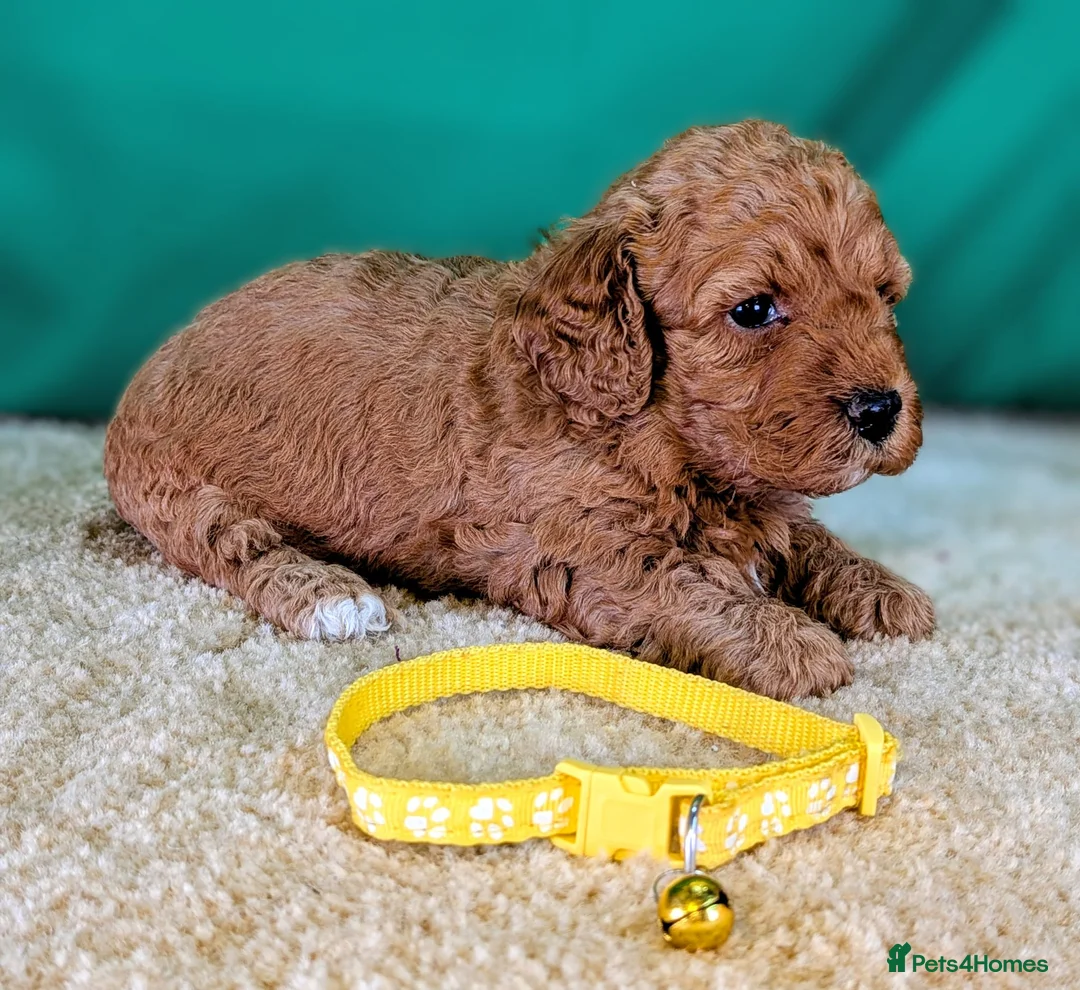 Cavapoochon dogs for sale: Beautiful Cavapoochons - Advert 1
