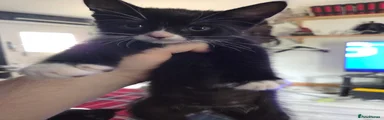 Tuxedo female 1