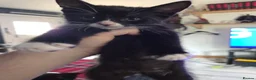 Mixed Breed cats for sale: 5 gorgeous Nebelung X British Tuxedo Shorthairs - Advert 7