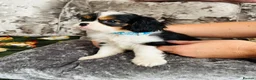 Cavalier King Charles Spaniel dogs for sale: Beautiful King Charles spaniel - Advert 7