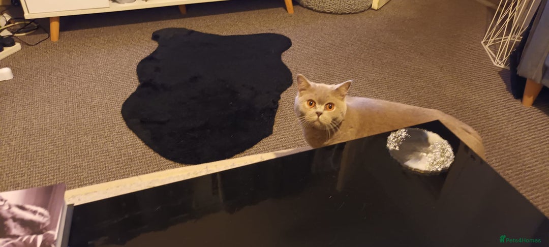 British Shorthair cats for sale: championship bloodline BSH Tica Active Registered  - Advert 2