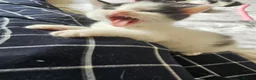 British Longhair cats for sale: 6 Longhaired Kittens White/Black/Tuxedo Mixed etc. - Advert 30