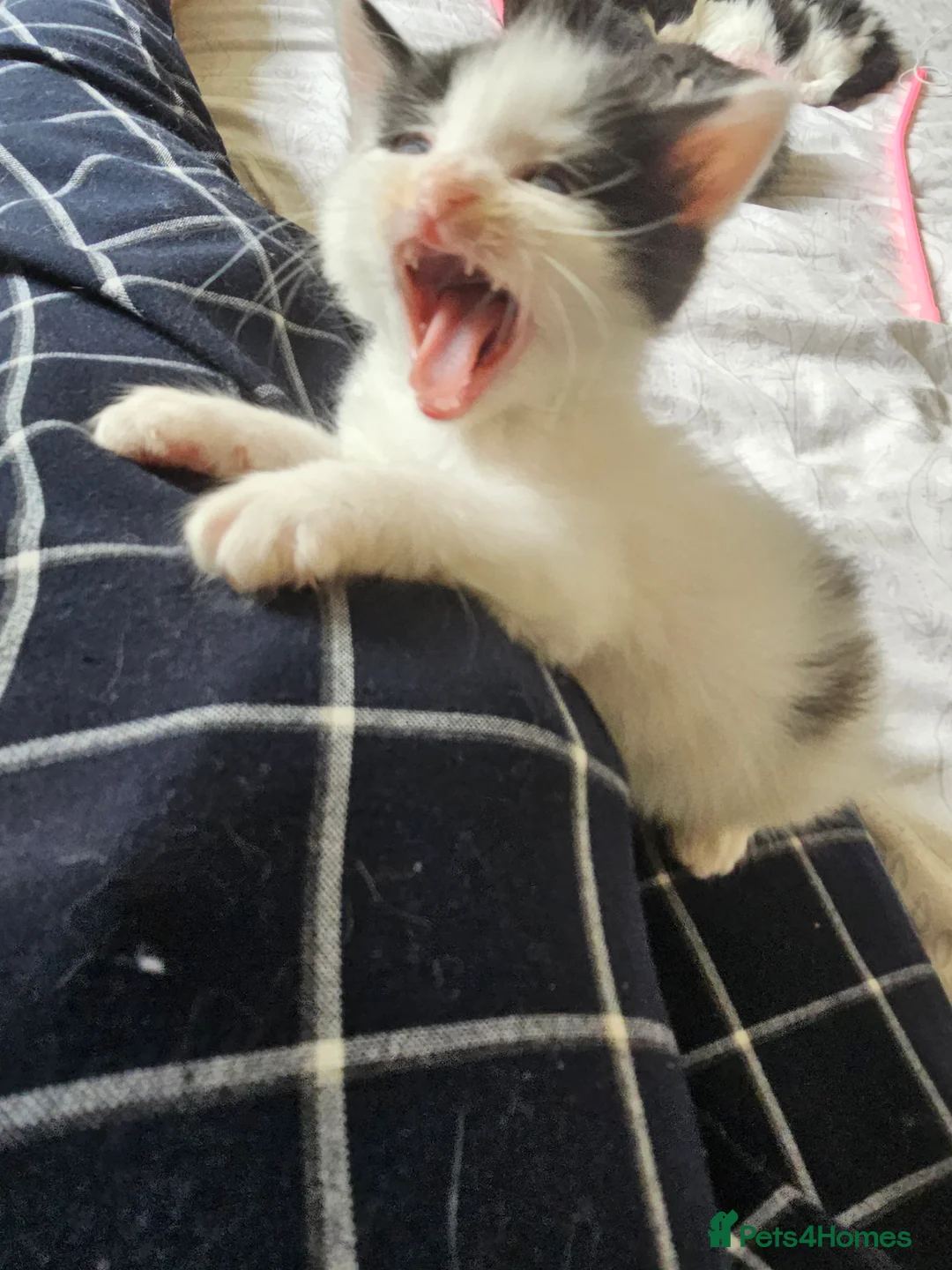 British Longhair cats for sale: 6 Longhaired Kittens White/Black/Tuxedo Mixed etc. - Advert 30