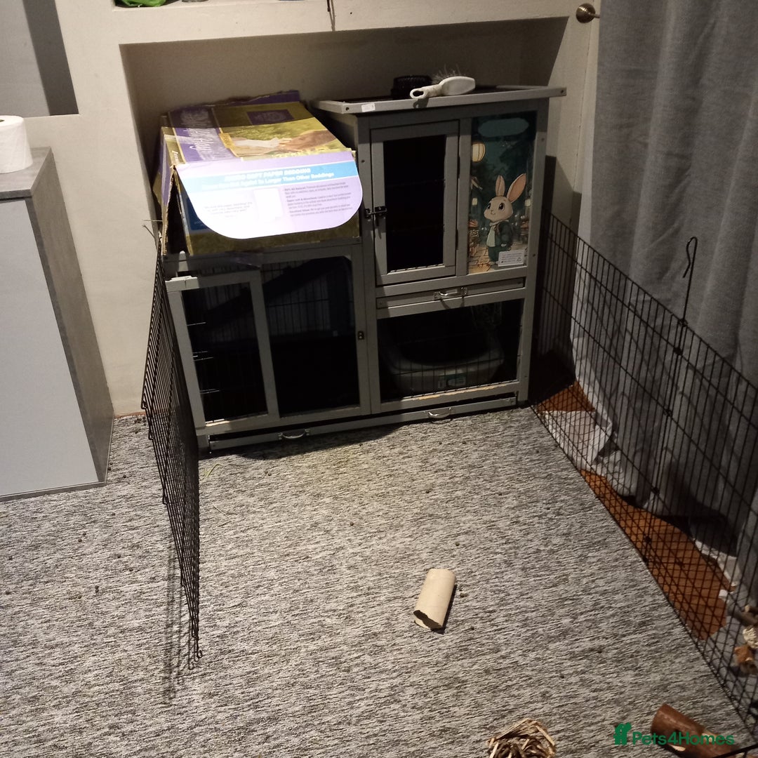 Mini Lop rabbits for sale: Mini lop bunnies for sale - Advert 4