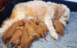 Toy Poodle dogs for stud: Proven red toy poodle For stud  ( Health tested )  in Rotherham - Image 12