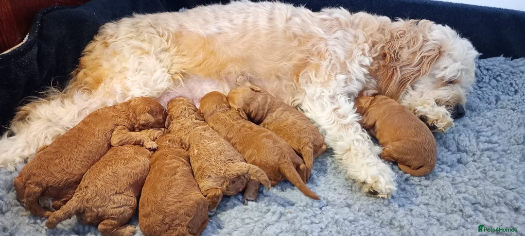 Toy Poodle dogs for stud: Proven red toy poodle For stud  ( Health tested )  in Rotherham - Image 12