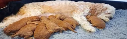 Toy Poodle dogs for stud: Proven red toy poodle For stud  ( Health tested )  in Rotherham - Advert 13