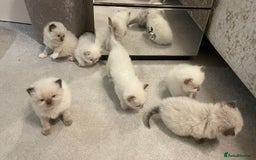 Ragdoll cats for sale: *ALL SOLD* gorgeous ragdoll kittens  - Image 2
