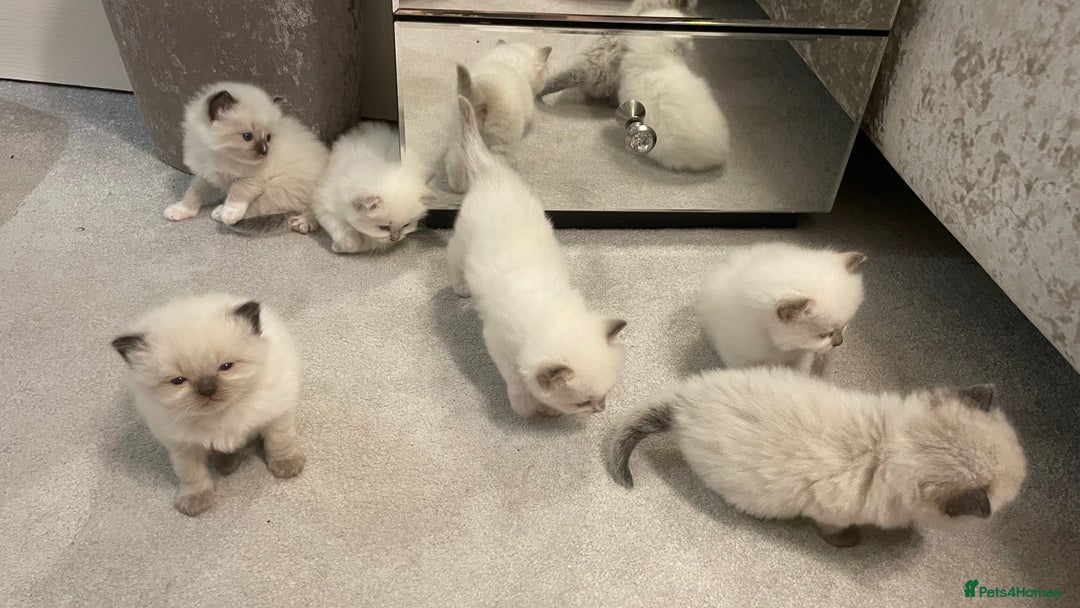 Ragdoll cats for sale: *ALL SOLD* gorgeous ragdoll kittens  - Image 2
