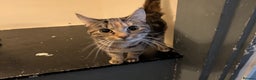 Mixed Breed cats for sale: 9month old kitten - Advert 1