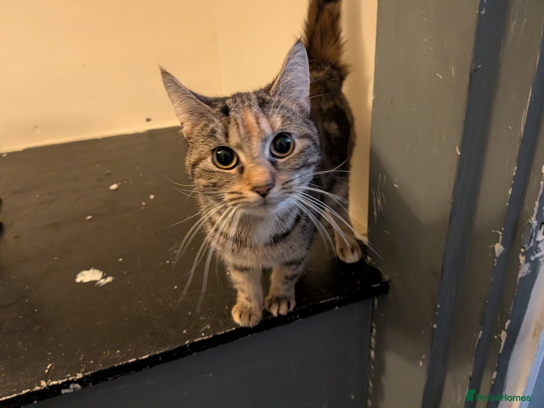 Mixed Breed cats for sale: 9month old kitten - Advert 1