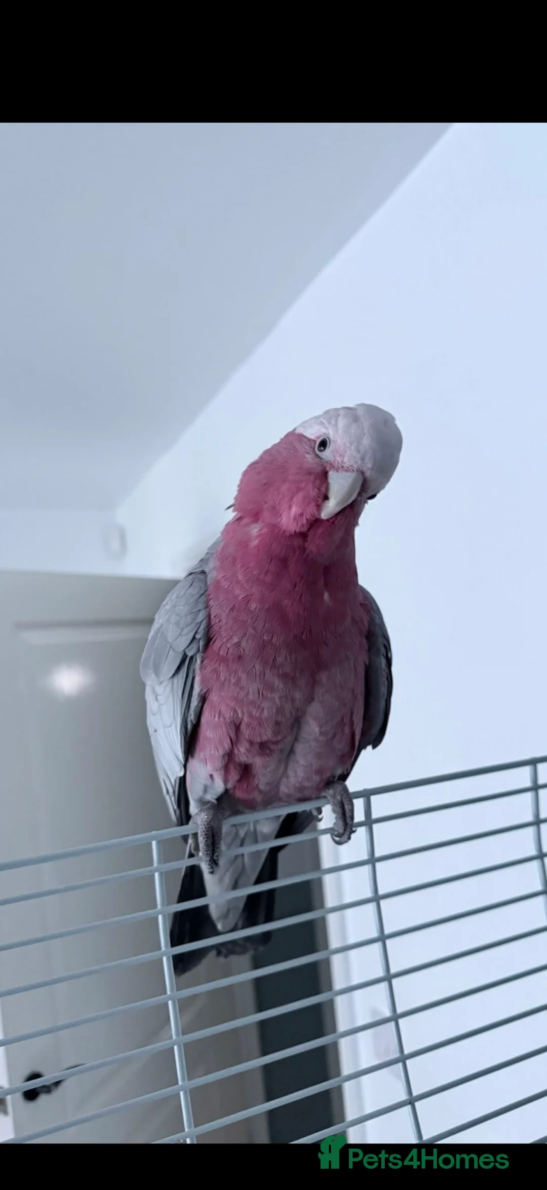 Cockatoo birds for sale: Cockatoo galah  - Advert 3