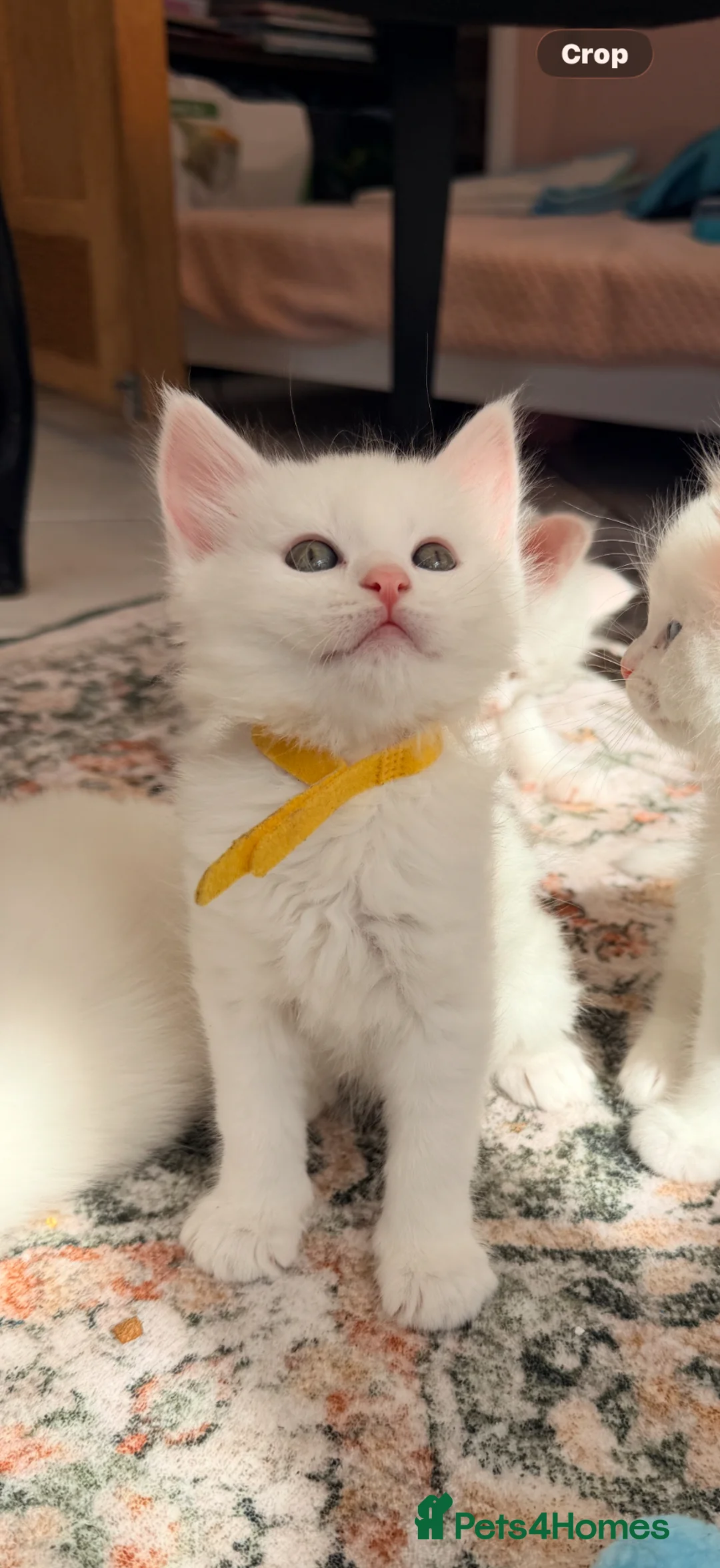 Maine Coon cats for sale: WHITE MAINE COON KITTENS - Advert 2