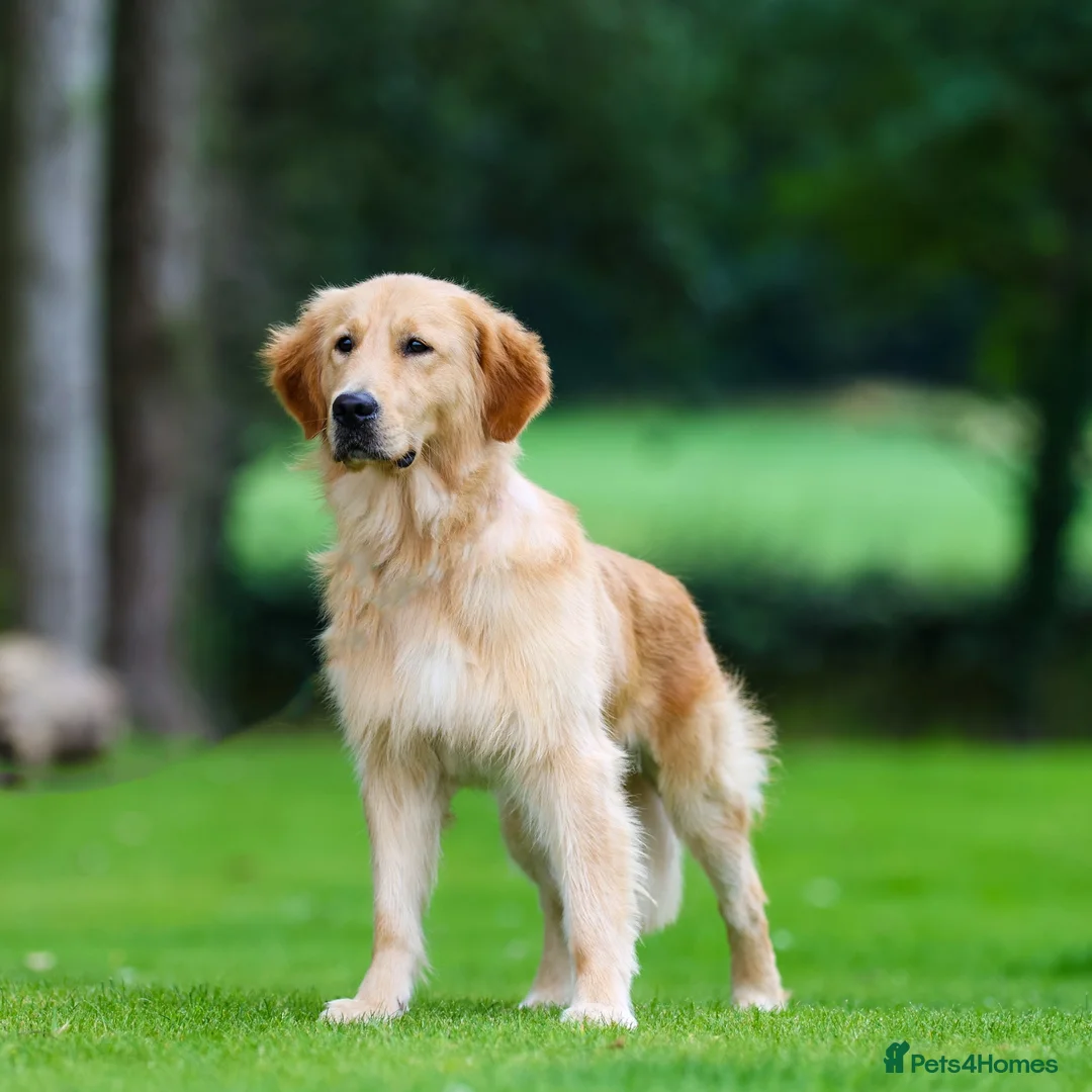 Golden Retriever dogs for sale: Best Mate Bestie - Advert 3
