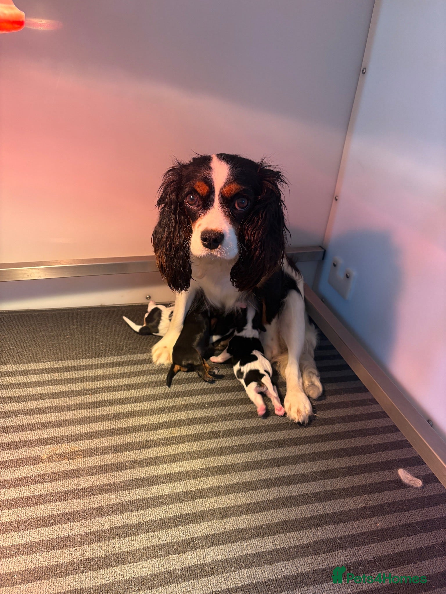 Cavalier King Charles Spaniel dogs Full bred choc carriers CKCS puppy’s  - Advert 1