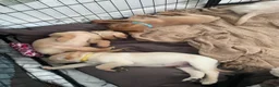 Labrador Retriever dogs for sale: 8 gorgeous Labrador puppies  - Advert 14
