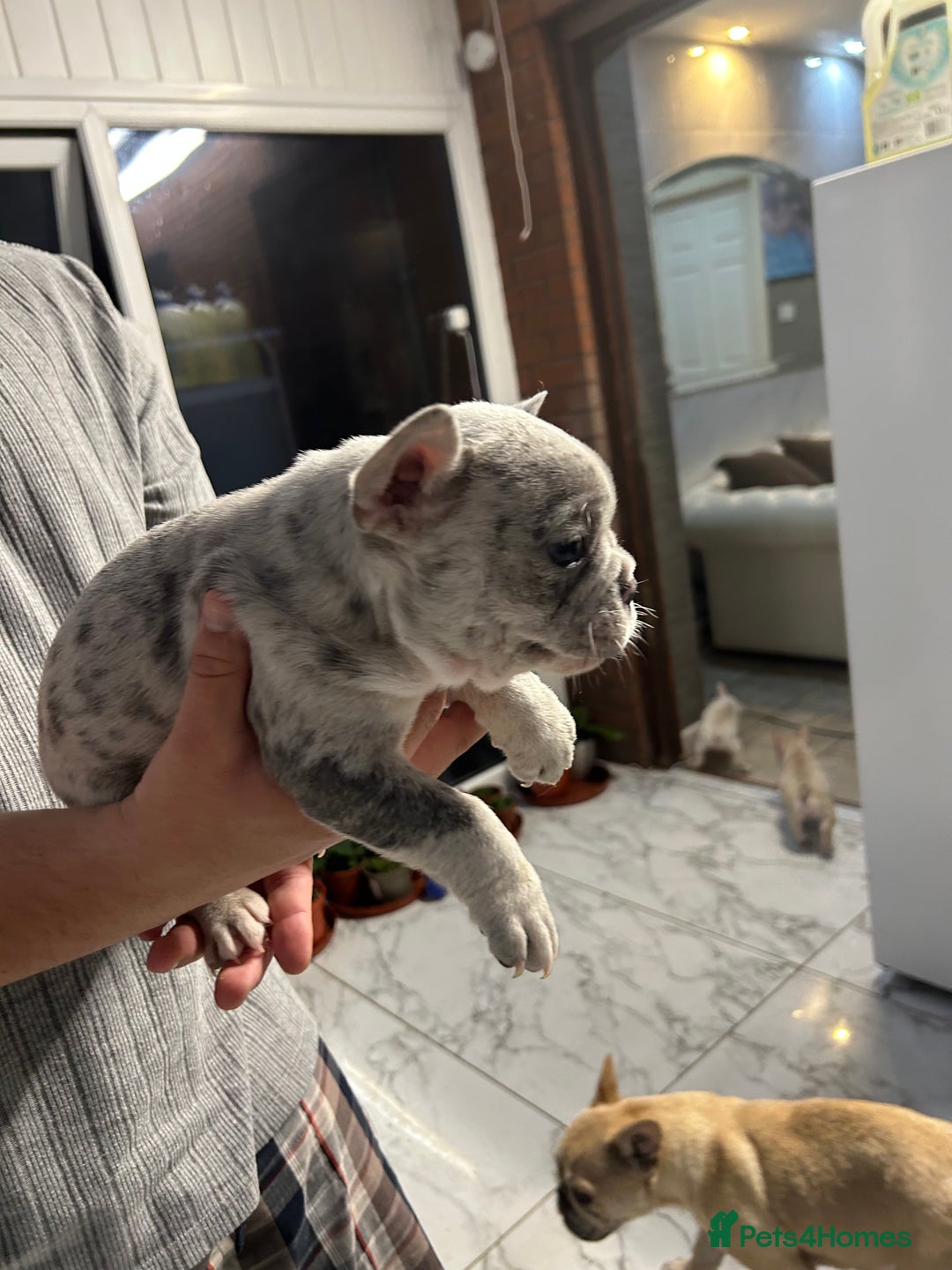 French Bulldog dogs for sale: 3 Extremely beautiful French bull terriers kc reg  - Advert 27