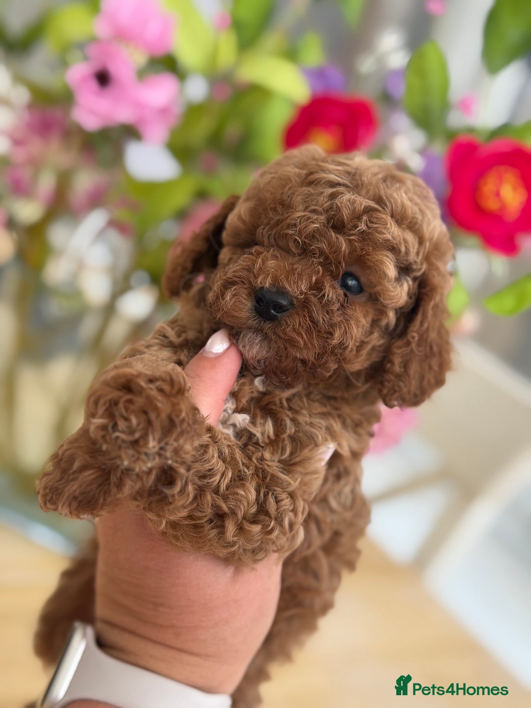 Cavapoo dogs for sale: 🌟 Premium F1bb Toy Cavapoo Puppies 🌟 - Advert 7