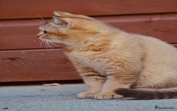 British Shorthair cats for sale: Last kitten left: TICA Golden Black Shaded BSH - Image 7